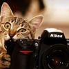 Hayvanların fotoğraf makinesiyle imtihanı! Hayvanların fotoğraf makinesiyle imtihanı!
