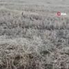 Yılanların dansı kamerada Yılanların dansı kamerada