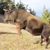Boğa şaha kalktı ve