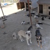 Köpek katliamı skandalı büyüyor Köpek katliamı skandalı büyüyor