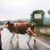 Zonguldak'ta seyir halindeki araç ineğe çarptı