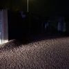 Düzce'de TIR devrildi, yol fındık bahçesine döndü