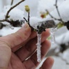 Meteoroloji'den don uyarısı Meteoroloji'den don uyarısı