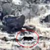 Bodrum da jaguara benzetilen hayvan merak uyandırdı