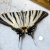 Adıyaman da zebra çatal kuyruklu kelebek görüldü Adıyaman da zebra çatal kuyruklu kelebek görüldü