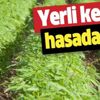 Yerli kenevir hasada hazır