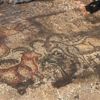 Adıyaman'da 1600 yıllık mozaik bulundu Adıyaman'da 1600 yıllık mozaik bulundu