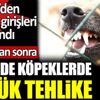 ﻿Koronadan sonra şimdi de köpeklerde büyük tehlike