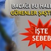 Yılan ısırığı bu hale getirdi! Bacağı çürüdü