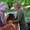 Kiraz üreticisini yağmur vurdu Kiraz üreticisini yağmur vurdu