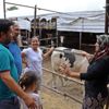 Antalya'da 4 bilezikle hayvancılık işine girdi, kurban siparişine yetişemiyor