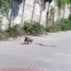 Kedinin yılanla kavgası kamerada Kedinin yılanla kavgası kamerada