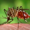Zika virüsü Danimarka'da görüldü
