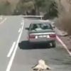 Otomobillerine bağladıkları köpeklerini sürükleyen iki sürücüye ceza! Otomobillerine bağladıkları köpeklerini sürükleyen iki sürücüye ceza!