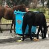 Sahipsiz atlar çocukların taşlı sopalı şiddetine maruz kaldı Sahipsiz atlar çocukların taşlı sopalı şiddetine maruz kaldı