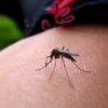 Dünya Sağlık Örgütü’nden Zika virüsü uyarısı