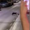 Sokakta kedi ile farenin kavgası kamerada |Video Sokakta kedi ile farenin kavgası kamerada |Video