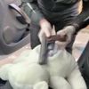 Oyuncak ayının içinden tabanca çıktı