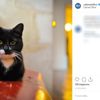 İngiltere'de eşitlik politikasının yüzü: Kedi Evie İngiltere'de eşitlik politikasının yüzü: Kedi Evie