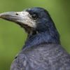 Parkta çöpleri kargalar toplayacak Parkta çöpleri kargalar toplayacak