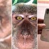 Ormanda kaybolan telefonundan maymun selfieleri ve ...