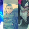 Polis pitbull’u vurarak durdurdu Polis pitbull’u vurarak durdurdu
