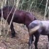 Karantina uygulanan Büyükada'da ormanlık alanda bekleyen atlar görüntülendi