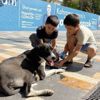 Otomobilin çarptığı köpeğe çocuklardan yardım eli