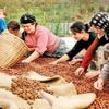 FİSKOBİRLİK fındık alımına başlıyor FİSKOBİRLİK fındık alımına başlıyor