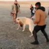 Video: Şanlıurfa'da taşlı sopalı kavga Video: Şanlıurfa'da taşlı sopalı kavga