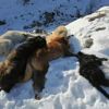 Köpekleri bayıltıp ölüme terk ettiler