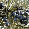 Zeytin katliamının önü açıldı! Zeytin katliamının önü açıldı!