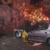 İzmir’de 3 otomobilin üzerine ağaç devrildi