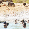 Turistler domuzlarla yüzdü Turistler domuzlarla yüzdü