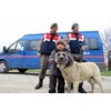 Jandarmadan ‘Kangal’ Operasyonu Jandarmadan ‘Kangal’ Operasyonu