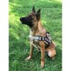 Bingöl polisi yetiştirdi, patlayıcı bulmada uzman köpek “Tokyo” göreve başladı Bingöl polisi yetiştirdi, patlayıcı bulmada uzman köpek “Tokyo” göreve başladı