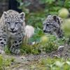 Kar leoparı yavrularının açık hava keyfi Kar leoparı yavrularının açık hava keyfi
