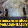 İstanbul canlı kurbanlık fiyatları kaç para? Kurbanlık hisse kaç paradan başlıyor?