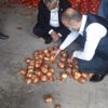 Amasya'da kuru soğan alımı başladı Amasya'da kuru soğan alımı başladı