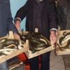 Yılan balığı avcılığı izin belgesiyle yapılacak Yılan balığı avcılığı izin belgesiyle yapılacak