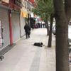 ﻿Hatay'da azgın pitbull kediyi parçaladı. Kim bu katil köpekleri durduracak