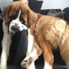 Foto Galeri: Sahibinden Büyük Köpekler