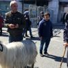 Dev mitinge keçisiyle geldi Dev mitinge keçisiyle geldi
