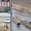 Yaban domuzları şehre indi