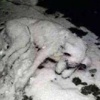 İçimizi acıtan fotoğraf: Donarak öldü! İçimizi acıtan fotoğraf: Donarak öldü!