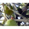 Zeytin Sineği İle Büyük Mücadele Zeytin Sineği İle Büyük Mücadele