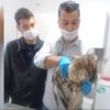Yaralı kızıl şahin tedaviye alındı