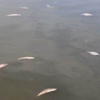 Uluabat gölündeki görüntünün sebebi belli oldu Uluabat gölündeki görüntünün sebebi belli oldu
