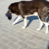 Taksim de aynı köpek yine ısırdı Taksim de aynı köpek yine ısırdı