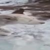 CHP'li eski vekilin derdine bak! 'Erdoğan gitsin canımı veririm' CHP'li eski vekilin derdine bak! 'Erdoğan gitsin canımı veririm'